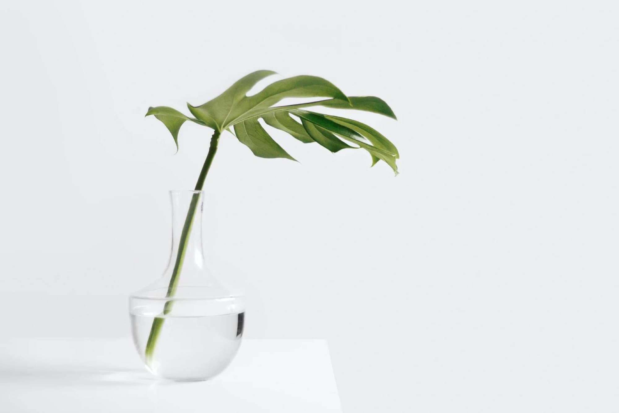 Single split leaf in a glass carafe on a white plinth